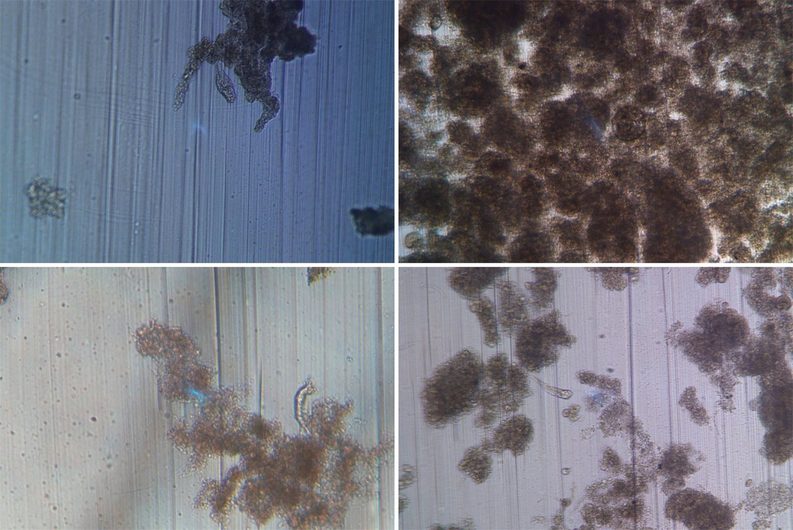 Microscope images of activated sludge used to train ResIOT FluidAI